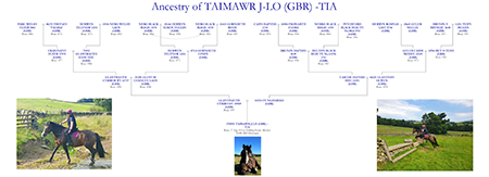 Horse Pedigree Charts