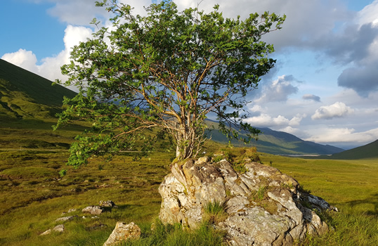 genealogy research in Scotland